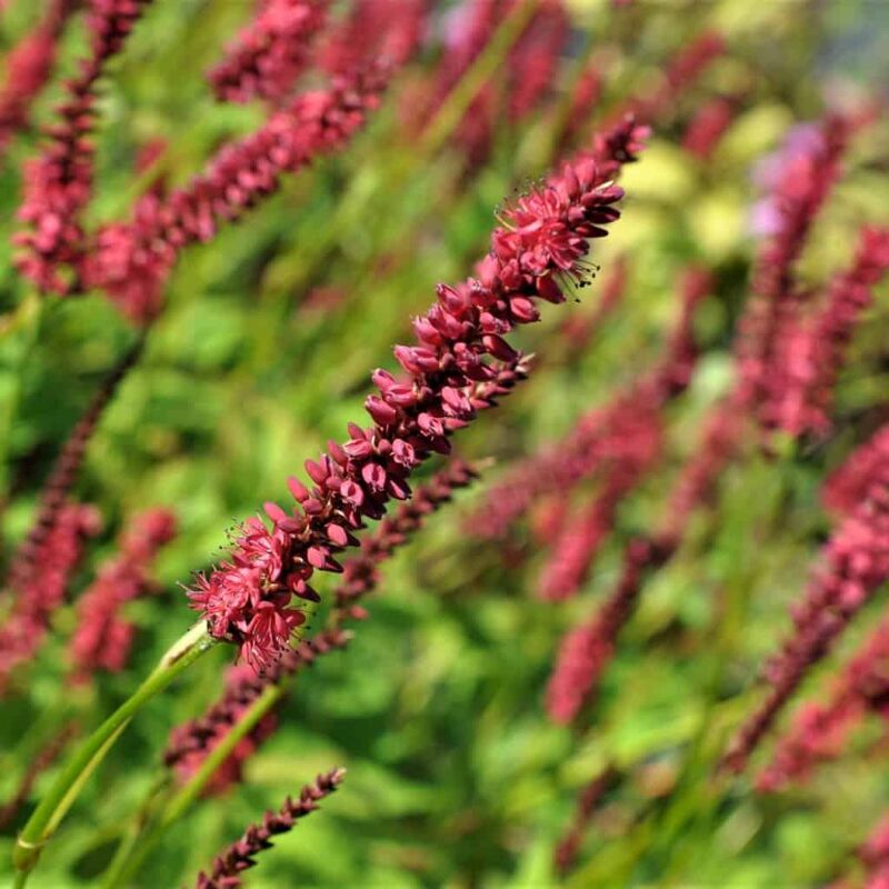 Persicaria amplexicaulis dark red-flowered ---